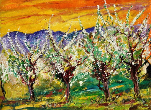 Cherry trees in bloom