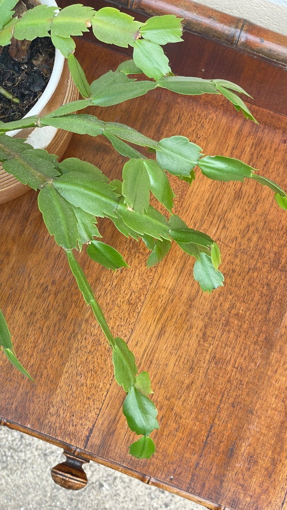 Image 1 of BUREAU Console 1900 dit BAMBOU