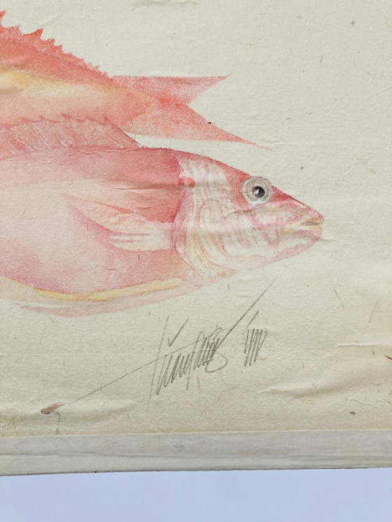 Image 1 of Poisson aquarelle vintage - Vivaneau rouge