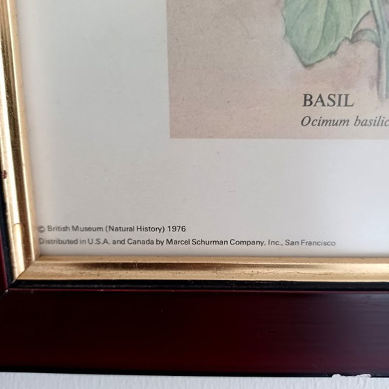 Image 1 of Vintage botanische poster ‘Culinary Herbs’ (1976) – British Museum, Westerham Press. 84x65 cm