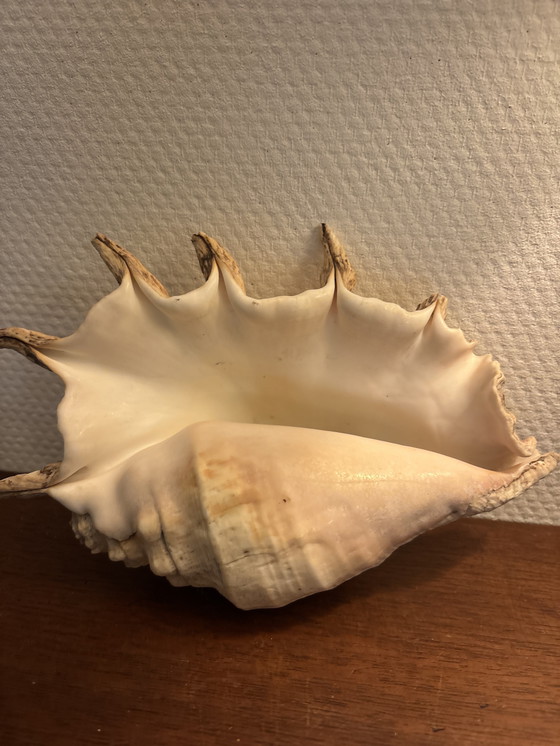 Image 1 of Shell