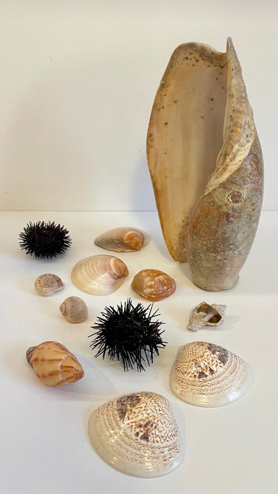 Image 1 of Seashell Collection