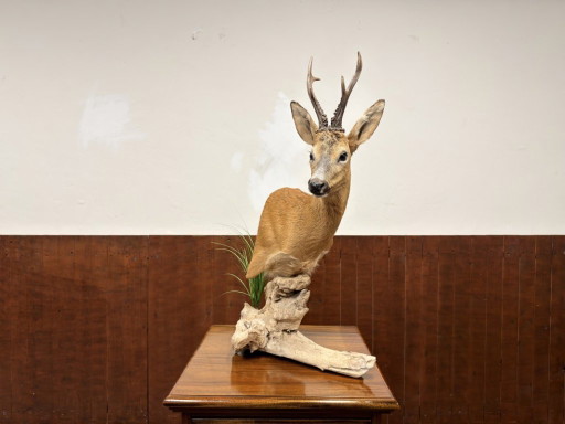 Mounted Roe Deer on Wood