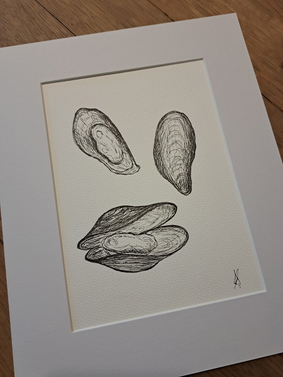 Image 1 of Illustration Muscheln | Mit Rahmen und Passepartout