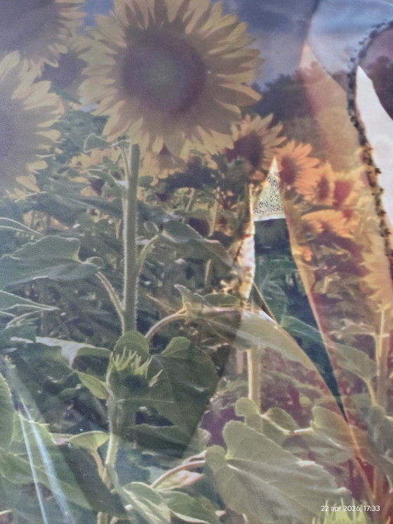 Image 1 of 2 obras fotográficas; título: girasol