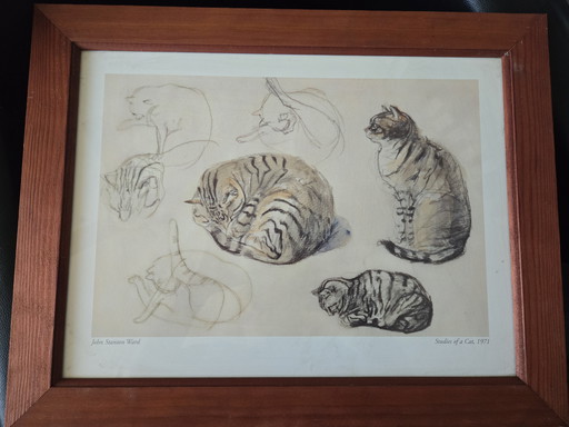 Fototekeningmotief Kat van Schilderkunstenaar John Stanton Ward - Studies van Een Kat Ingelijst 1971