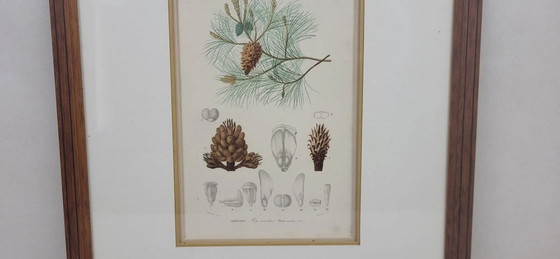 Incisione botanica su lastra Pino marittimo Fournier – Poster, Paper (photo 4 of 7)