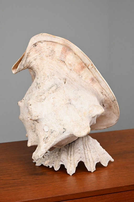 Image 1 of Vintage schelplamp