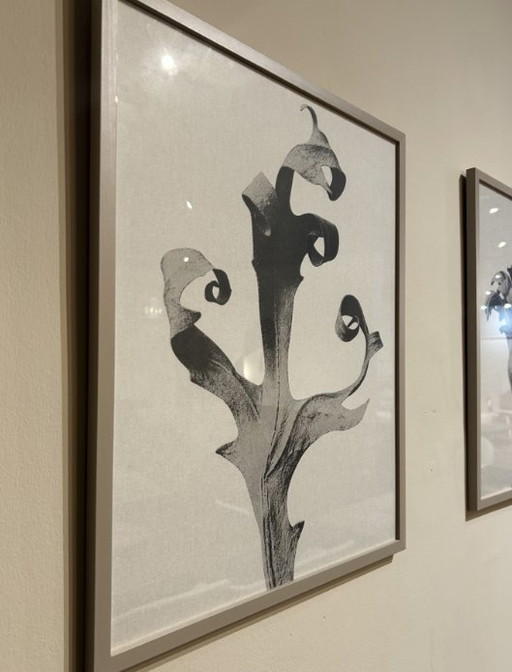 Boconcept - Delphinium Galerij