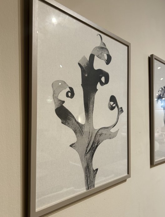 Image 1 of Boconcept - Delphinium Galerie