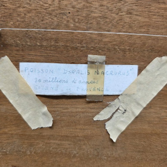 Image 1 of Poisson fossile Dapalis Macrurus encadré, 30/35 millions d'années