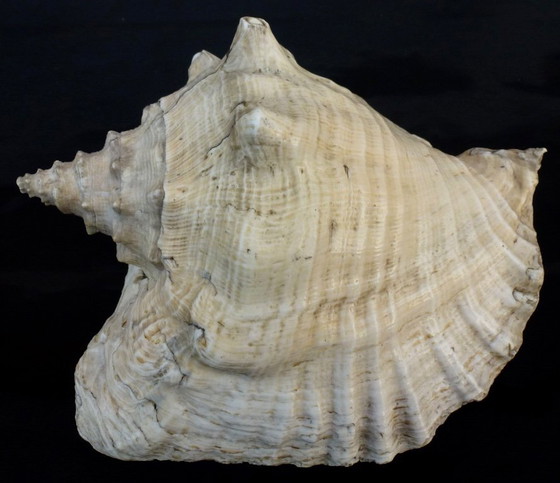 Image 1 of Aliger Gigas grande - Conca regina, appartenente alla famiglia Strombidae.