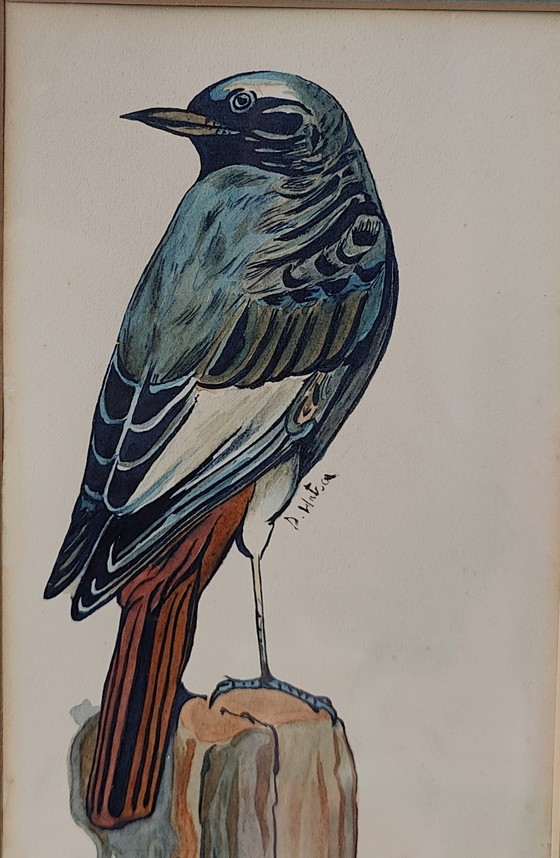 Image 1 of Uccello acquerello Donald Watson(1910-2005)