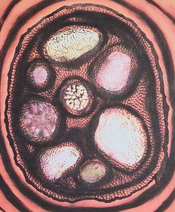 Image 1 of D'après Yayoi Kusama, Sans titre, Lithographie, années 1990