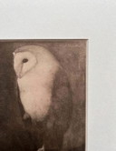 Jan Mankes 1889-1920 / Eliogravura originale Gufo su ramo d'albero 1923