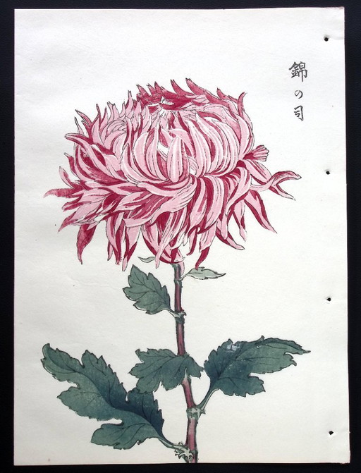 Keika Hasegawa - "One Hundred Chrysanthemums" – schilderijen tekeningen, Paper