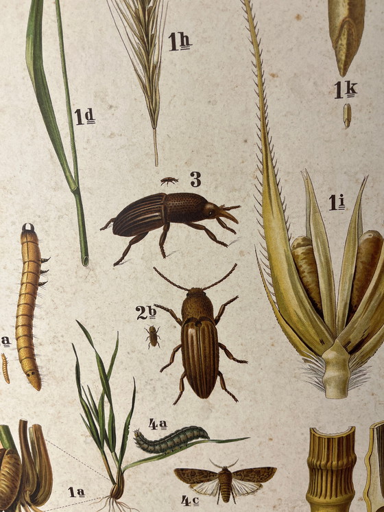 Image 1 of Pannello didattico, pannello scolastico, pannello espositivo, litografia, probabilmente intorno al 1900 - 64 cm