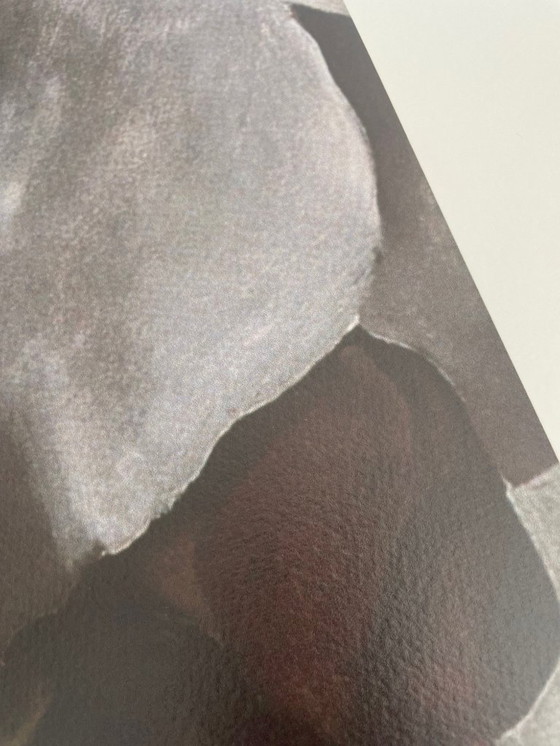 Image 1 of Georgia O'Keeffe (1887–1986), Dunkle Iris I, 1927, Copyright 1999– G. O'Keeffe/SOFAM Belgique editions Pierre D' Harville, Druck