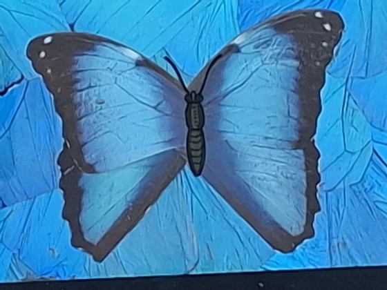 Vassoio Antico Ali di Farfalla Guyana Britannica – Farfalla Morpho – Oggetti decorativi, Vetro, Legno (photo 2 of 7)