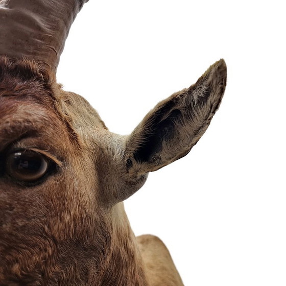 Image 1 of Mounted African blesbok antelope, 1980s/90s