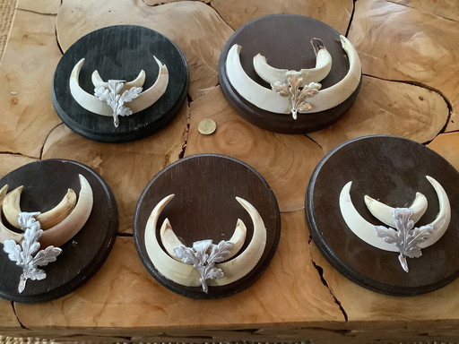 Keiler tanden wildzwijn mancave 