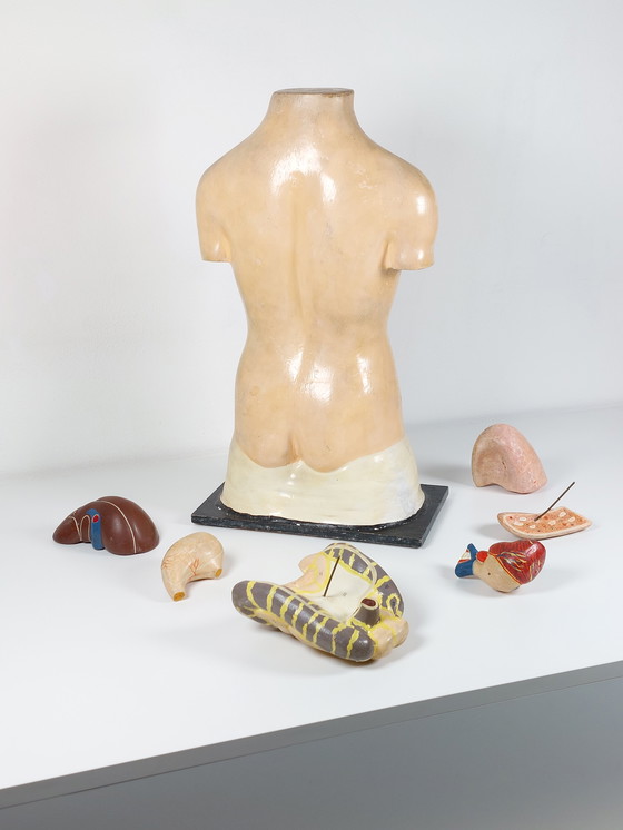 Image 1 of Vecchio modello anatomico didattico, gesso Phywe, torso anni '40