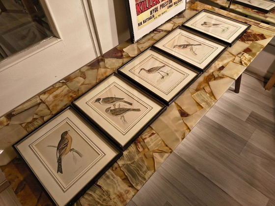 Image 1 of Antique bird prints in frames (5 pieces)