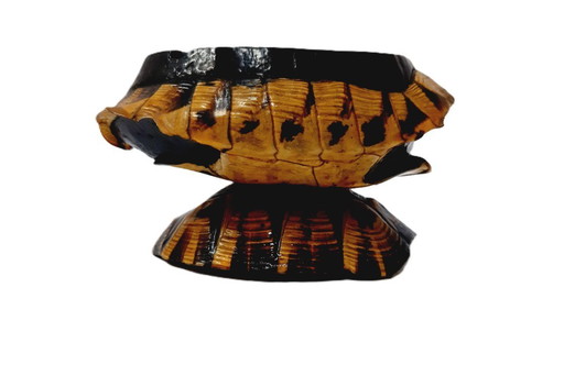 Real Turtle Shell Vintage Ashtray