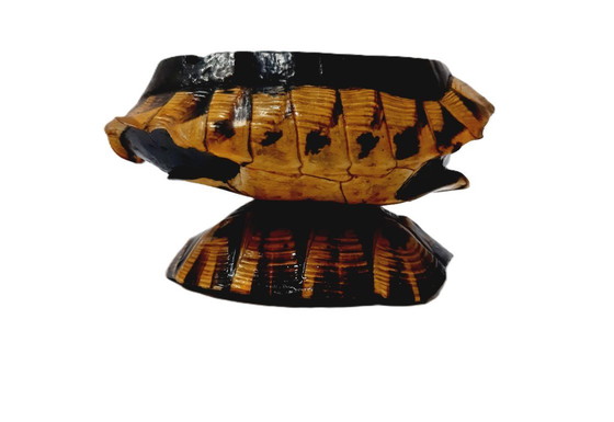 Image 1 of Posacenere vintage in vero guscio di tartaruga