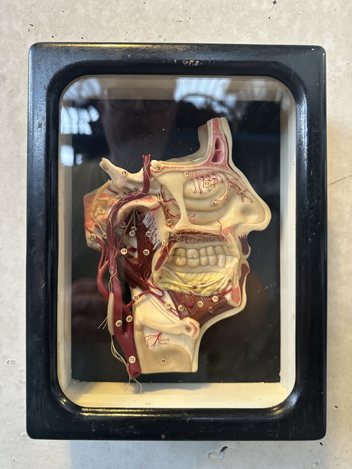 Vetrina antica - modello in cera della testa (faccia interna)