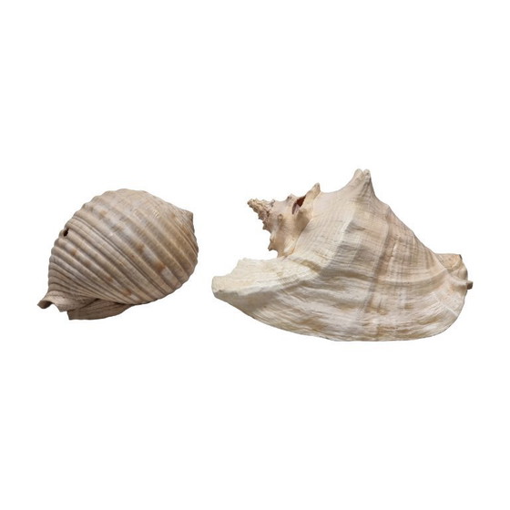 Image 1 of 2 large vintage shells