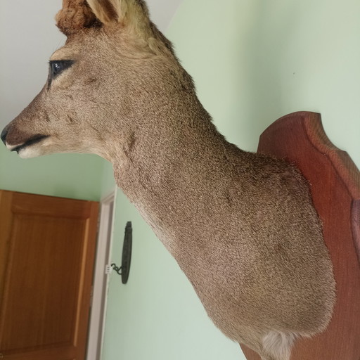 Taxidermy: Beautiful Mounted Roe Deer (Sex-end) in Summer Coat with Velvet Antlers. 60 cm height! (photo 2 of 10)