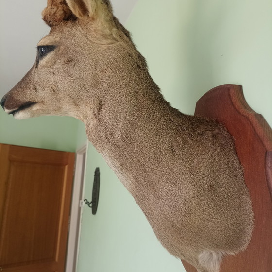 Taxidermie: Prachtige Opgezette Reebok (Zeseinder) In Zomervacht Met Velvet Gewei.60 cm hoogte! (photo 2 of 10)