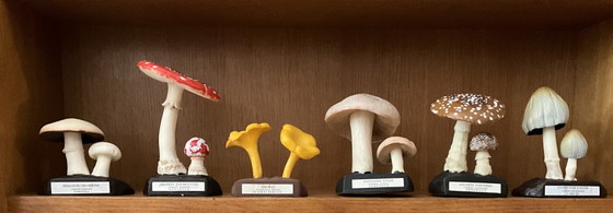 Zeldzame collectie van 19 Deyrolle paddenstoelmodellen, Frankrijk, midden 20e eeuw – Decoratieve objecten (photo 3 of 10)