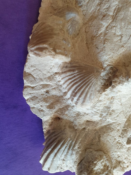 Image 1 of Bed of Upper Cretaceous bivalve fossils