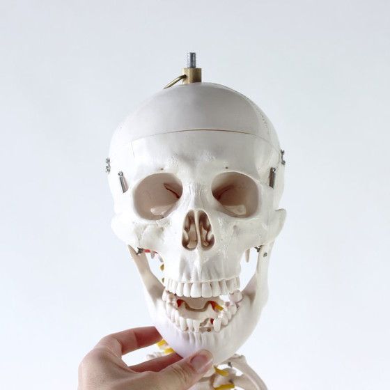 Image 1 of Freestanding Vintage Human Skeleton Anatomy Model, Czechoslovakia 1980s