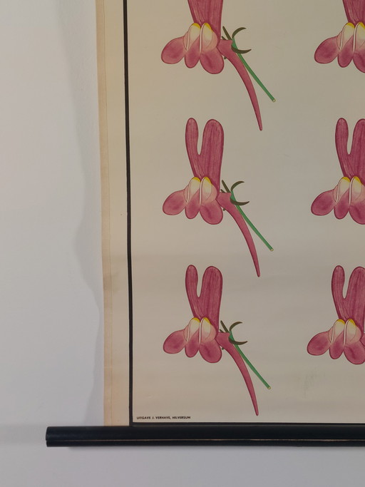 Vintage Leinen Rollkarte Lehrmittel Biologie Kryptomerie Vererbung