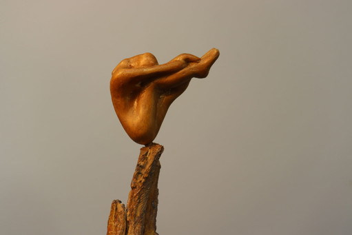 Umiltà per la natura