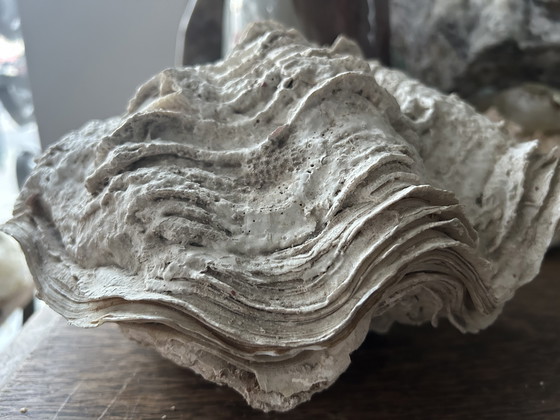 Image 1 of Riesenmuschel "Tridacna gigantea"