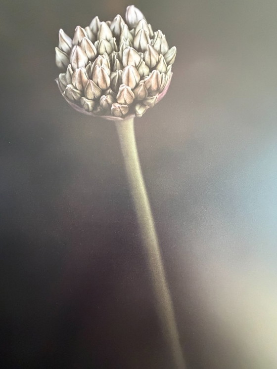 'Velvet Flower': Bel fiore su dibond in cornice a cassetta – Fotografie, Aluminium (photo 3 of 5)