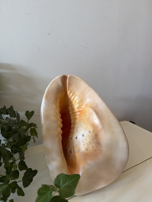 Coque de casque Cassis Cornuta – decoratieve objecten, Other (photo 2 of 7)
