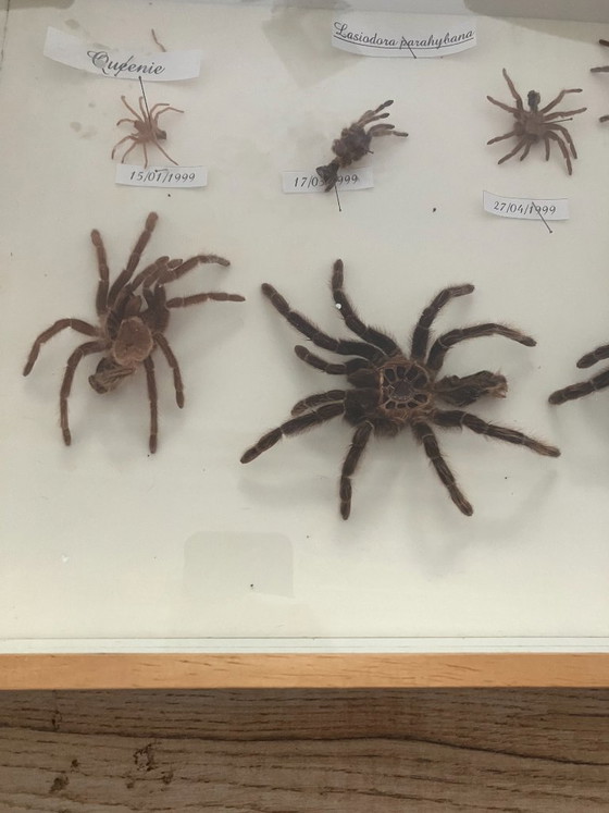 Image 1 of 4 vitrines de taxidermie pour tarentules