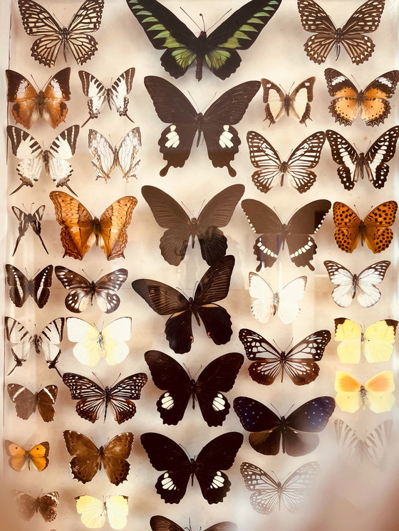 Image 1 of Unique ! 3 armoires papillon vintage exotiques