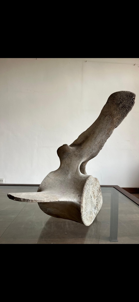 Image 1 of Eine Skulptur aus dem Meer