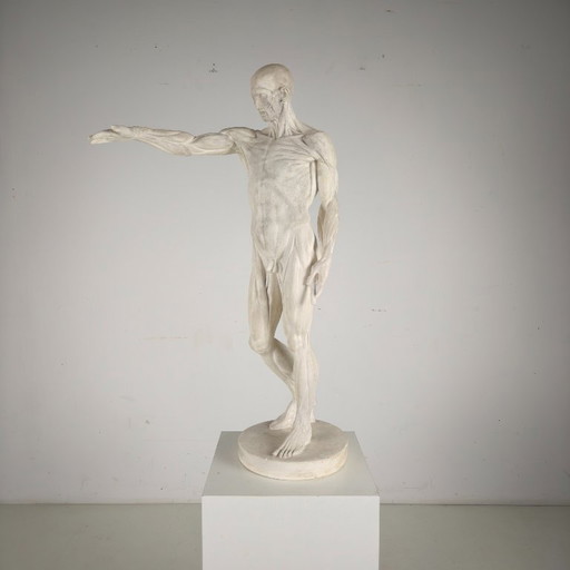 Modello anatomico Écorché – Scultura in gesso