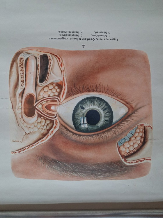 Image 1 of Auge und Sehvorgang. Orginele schoolwandplaat anatomie van het oog
