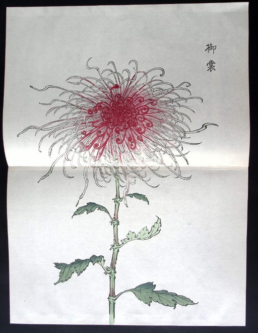 Keika Hasegawa - "One Hundred Chrysanthemums" – schilderijen tekeningen, Paper