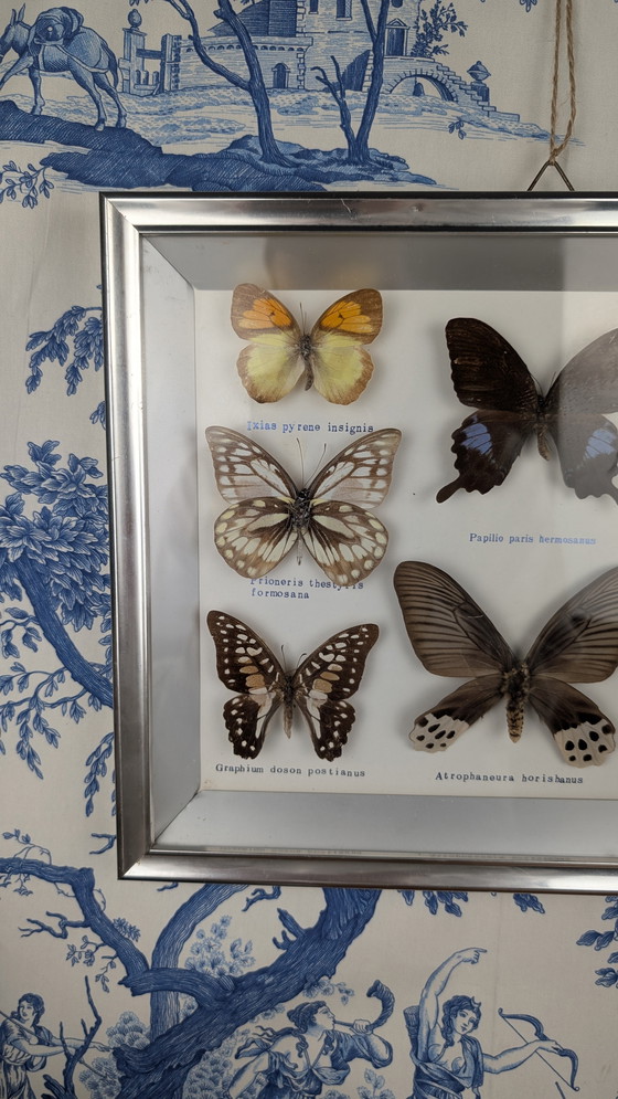 Image 1 of Butterfly Entomology Taxidermy Display Cabinet de Curiosité