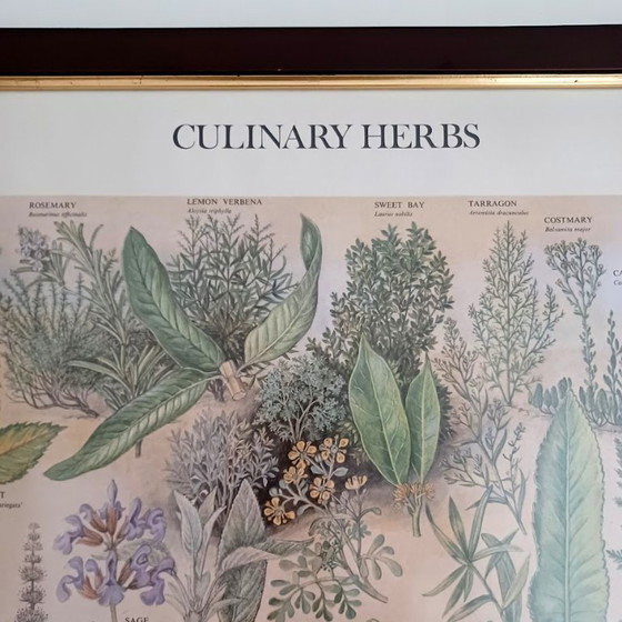 Image 1 of Vintage botanische poster ‘Culinary Herbs’ (1976) – British Museum, Westerham Press. 84x65 cm