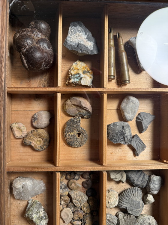 Image 1 of Antike Museumsvitrine mit Fossilien